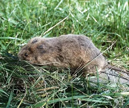 Schutz vor Wühlmäusen – was schafft effektive Abhilfe?