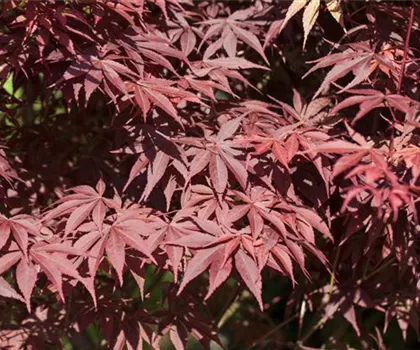 Acer palmatum 'Bloodgood'  Acer palmatum 'Bloodgood'