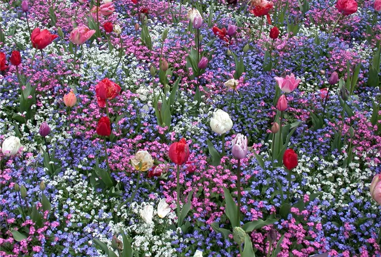 Myosotis sylvatica, Tulipa Myosotis sylvatica, Tulipa