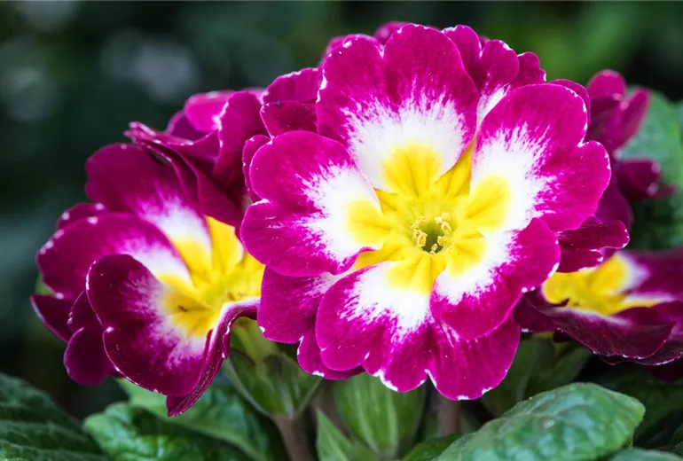 Primula vulgaris Primula vulgaris