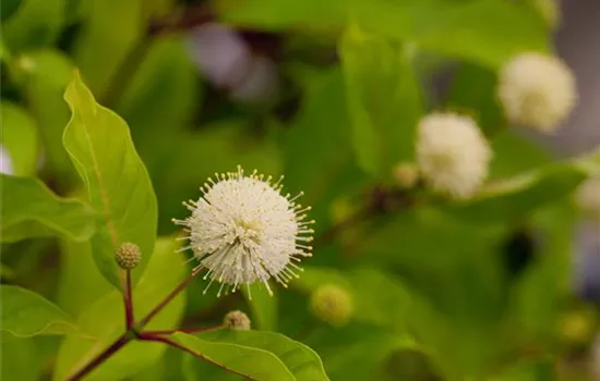 Cephalanthus occidentalis 'Fiber Optics' 