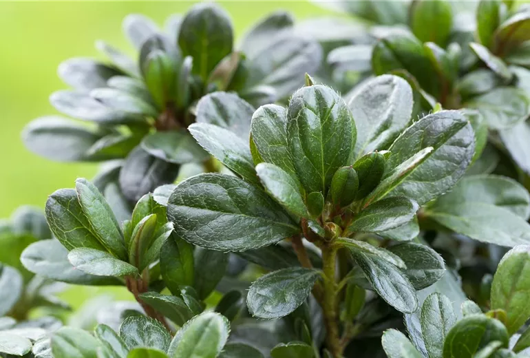 Rhododendron obtusum 'Canzonetta' Rhododendron obtusum 'Canzonetta'