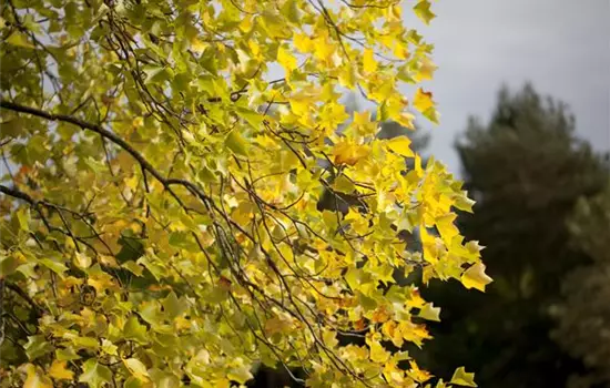 Liriodendron tulipifera 