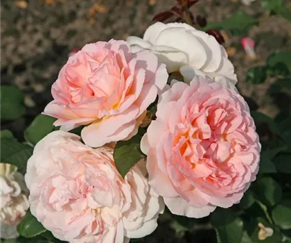 Rosa 'Märchenzauber' 