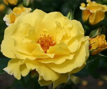 Rosa 'Lichtkönigin Lucia' 