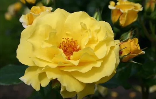 Rosa 'Lichtkönigin Lucia' 