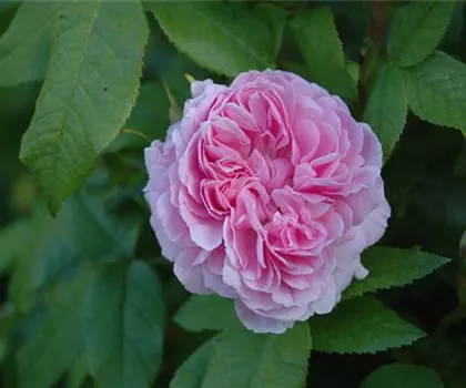 Rosa 'Jacques Cartier'  Rosa 'Jacques Cartier'