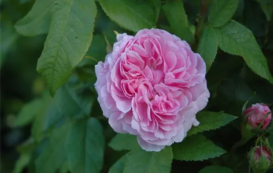 Rosa 'Jacques Cartier'  Rosa 'Jacques Cartier'