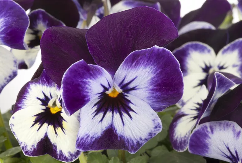 Viola cornuta Viola cornuta