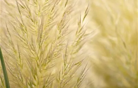 Cortaderia selloana 'Evita'  Cortaderia selloana 'Evita'