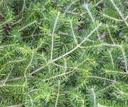 Abies koreana 'Veredelung'  Abies koreana 'Veredelung'