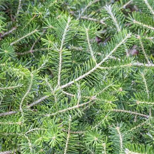 Abies koreana 'Veredelung' 