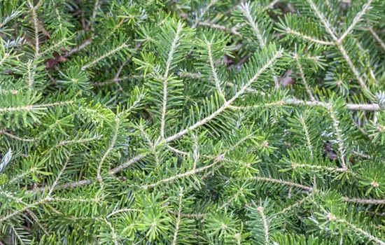 Abies koreana 'Veredelung'  Abies koreana 'Veredelung'