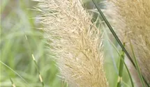 Kleines Pampasgras 'Pumila'