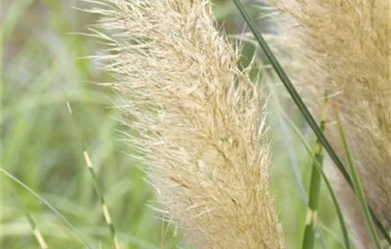 Cortaderia selloana 'Pumila'  Cortaderia selloana 'Pumila'