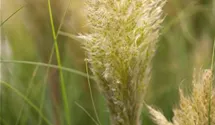 Kleines Pampasgras 'Pumila'