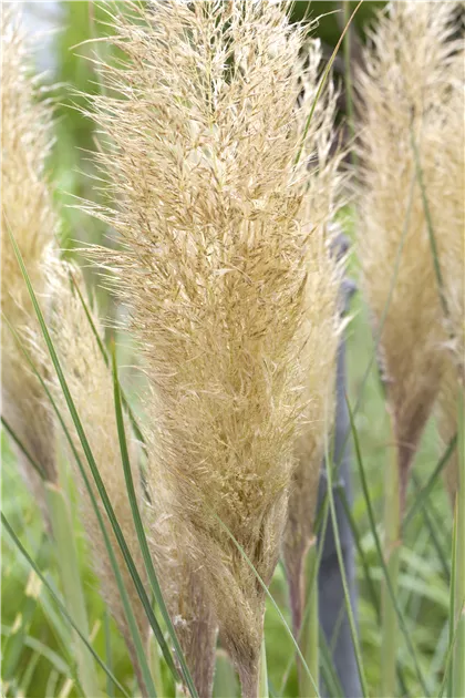 Cortaderia selloana 'Pumila'