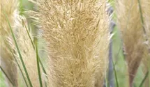 Kleines Pampasgras 'Pumila'
