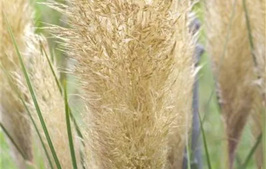 Cortaderia selloana 'Esperanta'  Cortaderia selloana 'Esperanta'