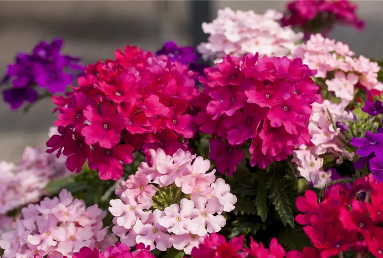 Verbena 'Lindolena' Verbena 'Lindolena'