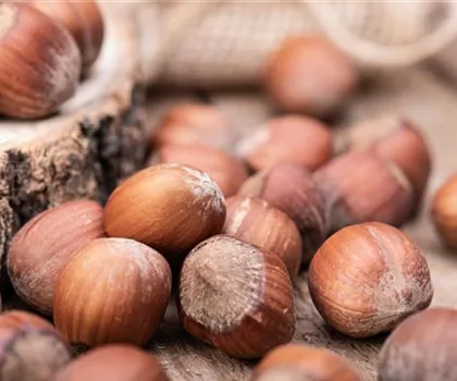 Corylus avellana 'Hallesche Riesennuss' 