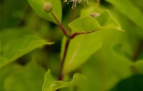 Cephalanthus occidentalis  Cephalanthus occidentalis