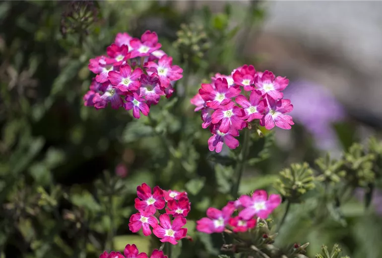 Verbena Verbena
