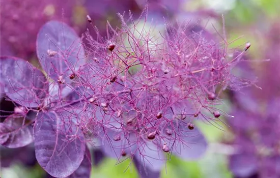 Cotinus coggygria 'Royal Purple'  Cotinus coggygria 'Royal Purple'