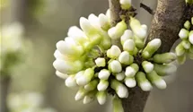Chinesischer Judasbaum 'Shirobana'
