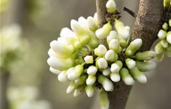 Cercis chinensis 'Shirobana' 