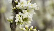 Chinesischer Judasbaum 'Shirobana'