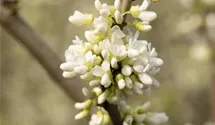 Chinesischer Judasbaum 'Shirobana'