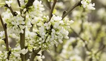 Chinesischer Judasbaum 'Shirobana'