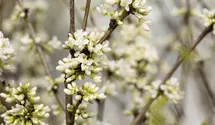 Chinesischer Judasbaum 'Shirobana'