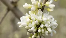 Chinesischer Judasbaum 'Shirobana'