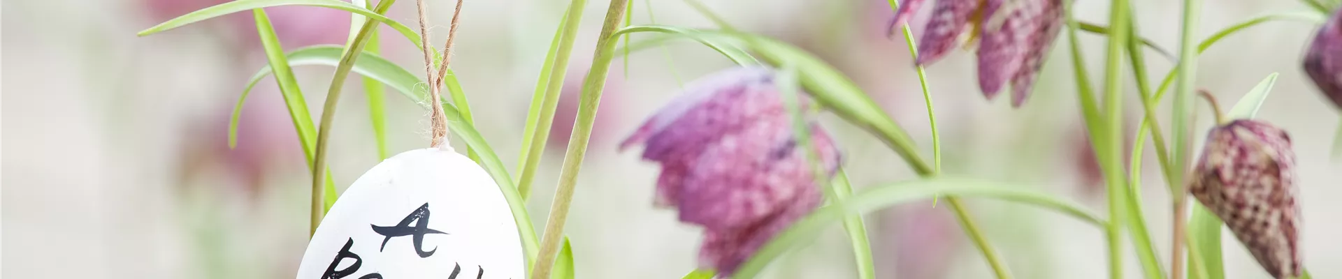 Fritillaria meleagris Fritillaria meleagris