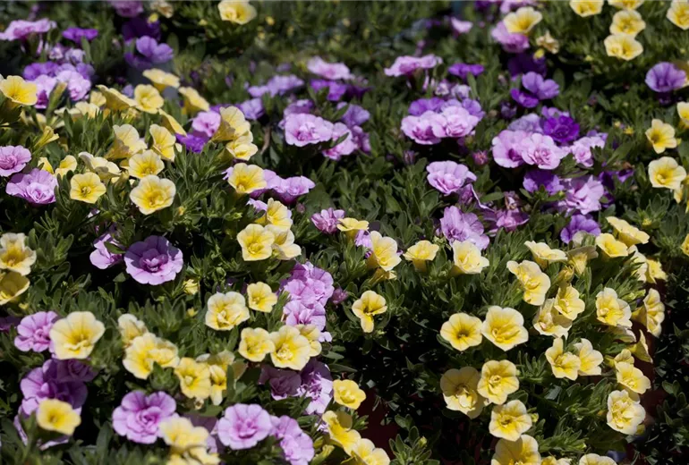 Calibrachoa Calibrachoa