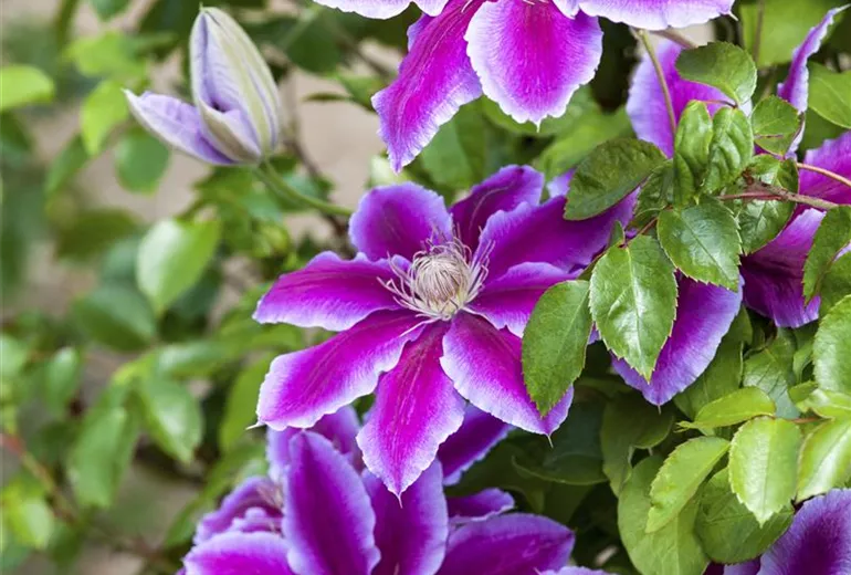 Clematis Clematis