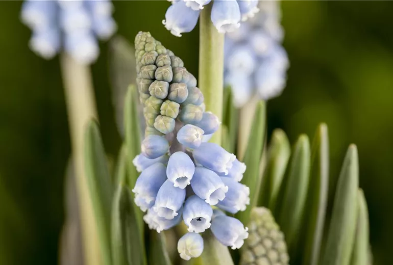 Muscari Muscari