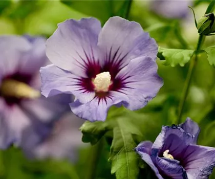 Hibiscus syriacus 'Marina'  Hibiscus syriacus 'Marina'