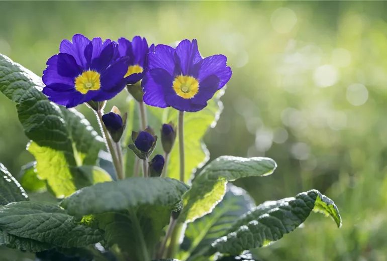Primula vulgaris, blau Primula vulgaris, blau