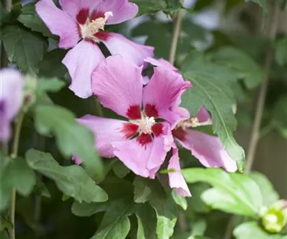 Hibiscus syriacus 'Woodbridge'  Hibiscus syriacus 'Woodbridge'