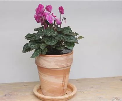 Alpenveilchen - Einpflanzen in ein Gefäß Alpenveilchen - Einpflanzen in ein Gefäß