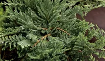 Teppichwacholder 'Blue Chip'