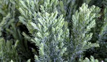 Teppichwacholder 'Blue Chip'