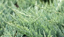 Teppichwacholder 'Blue Chip'