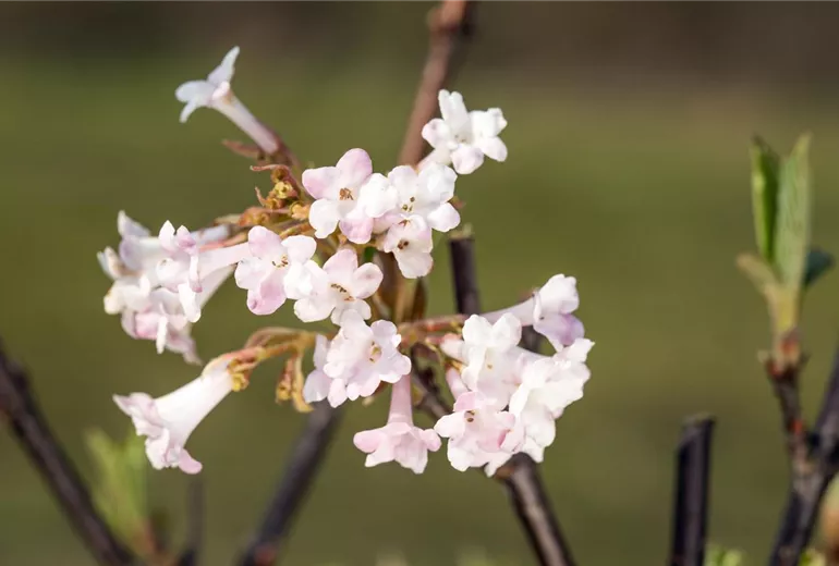 Viburnum x bodnantense 'Charles Lamont'
