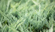 Teppichwacholder 'Blue Chip'