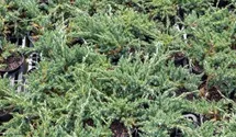 Teppichwacholder 'Blue Chip'