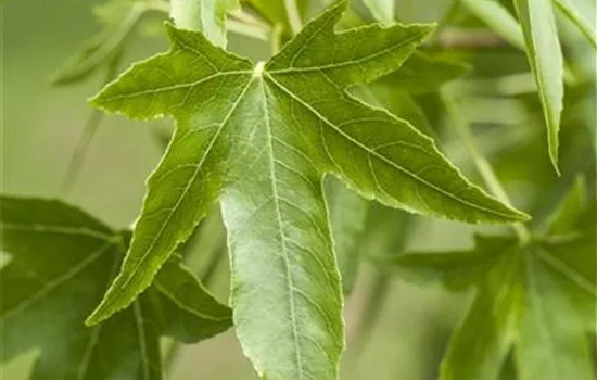 Liquidambar styraciflua 